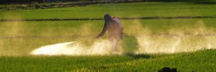 Atrazine : la France exporte son poison vers les pays du Sud