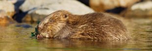 Réapparition du castor d'Europe en Île-de-France