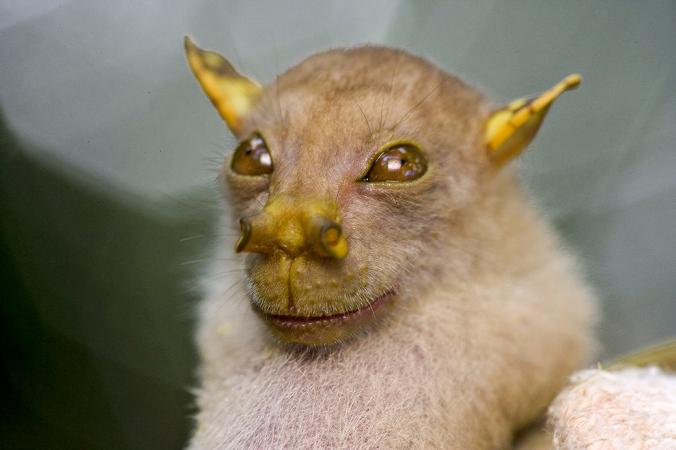 chauve souris yoda