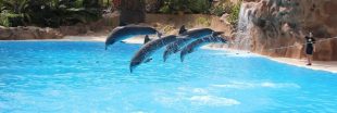 Les conditions de captivité des dauphins dans les parcs aquatiques vont être améliorées
