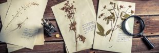 L'Australie détruit des échantillons français de plantes du 19ème siècle