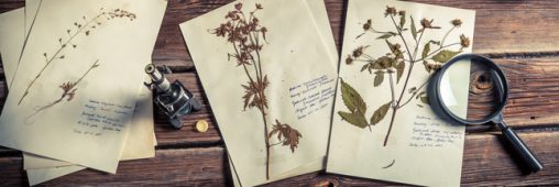 L’Australie détruit des échantillons français de plantes du 19ème siècle