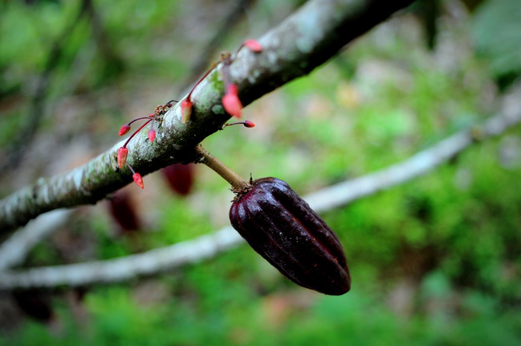 Quels défis pour la cacaoculture de demain ?