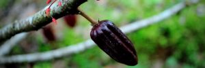 Quels défis pour la cacaoculture de demain ?