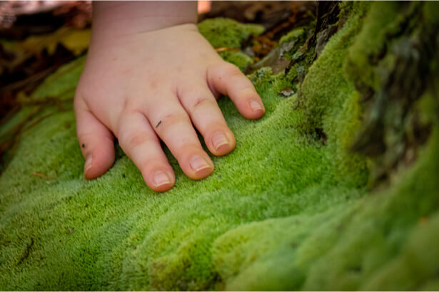 forêt enfants