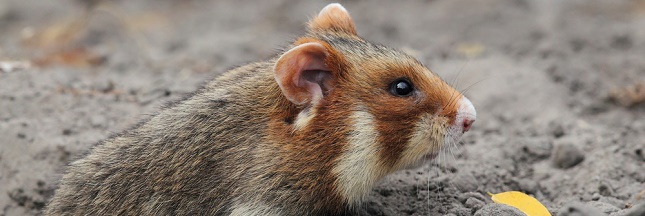 Pour protéger le Grand hamster d’Alsace, les agriculteurs passent aux doubles cultures