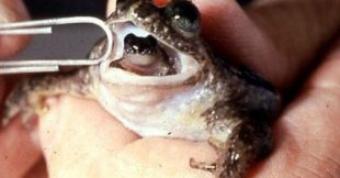 14 espèces animales disparues - DIAPORAMA
