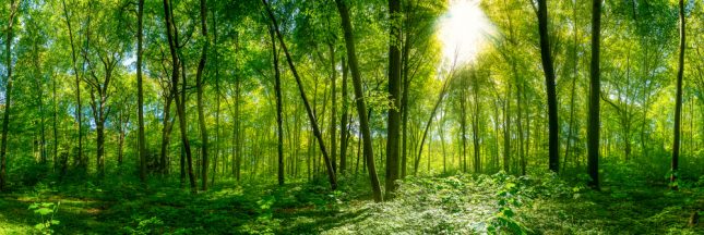 Investissement forestier : l’épargne est dans la forêt