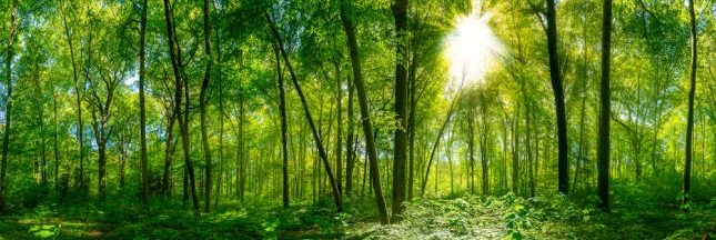 Investissement forestier : l'épargne est dans la forêt
