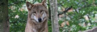Le nombre de loups augmente en France