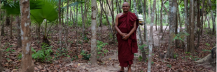 En Birmanie, un moine jardinier cultive des plantes et des âmes
