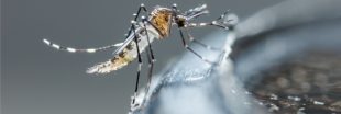 Veille citoyenne : le plan anti-dissémination du moustique tigre est relancé !