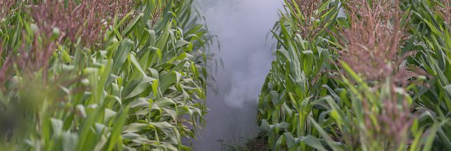 OGM : les cultures ont augmenté en 2016