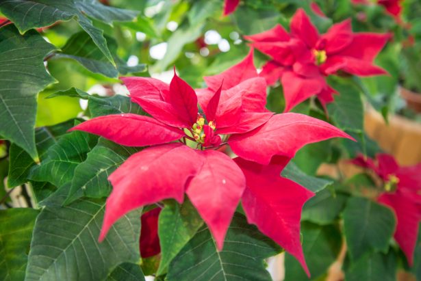 poinsettia bouture