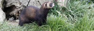 À cause de sa mauvaise réputation, le putois est menacé de disparition