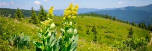 Aidez Gentiana Lutea à réimplanter la gentiane jaune en Auvergne