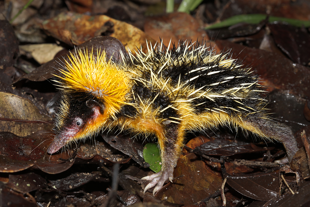 tenrec, animaux insolites