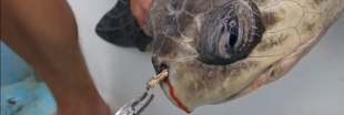La vidéo choquante d'une tortue à qui on enlève une paille en plastique