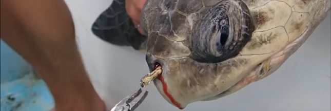 La vidéo choquante d’une tortue à qui on enlève une paille en plastique