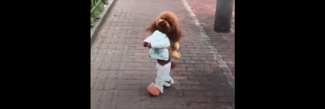 Vidéos drôles de chiens : les cruelles coulisses