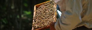 L'appel d'un producteur de miel mexicain contre les pesticides