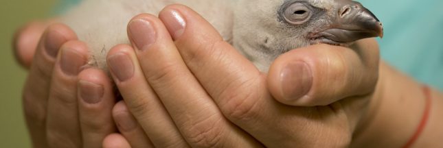 Vidéo : Au zoo d’Amsterdam, un bébé vautour naît avec 2 papas