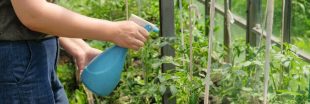 Astuces écolo au jardin : le bicarbonate de soude et ses multiples usages