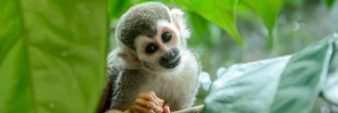 Alerte en Guyane : la liste rouge des espèces menacées s'allonge