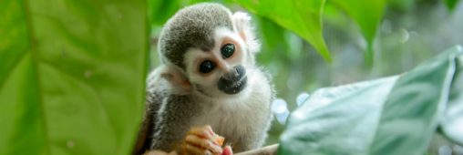 Alerte en Guyane : la liste rouge des espèces menacées s’allonge