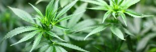 Le cannabis serait efficace contre les crises d'épilepsies