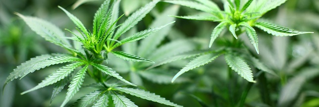 Le cannabis serait efficace contre les crises d’épilepsies