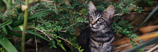Chat abandonné : une double peine pour lui et pour la faune sauvage