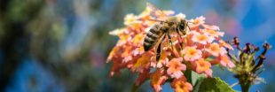 Demain pour sauver la biodiversité, plantez 'des fleurs pour les abeilles'