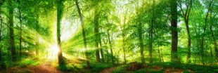 Les forêts françaises pourraient être une arme contre le réchauffement climatique
