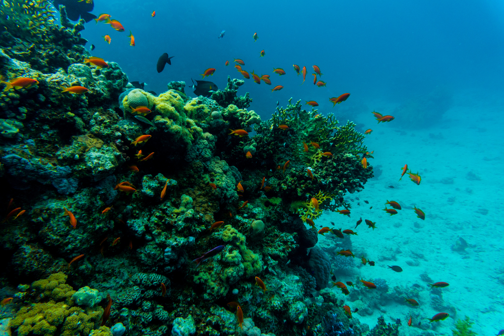 destinations de rêve, Grande Barrière de corail