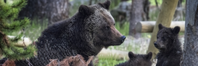 Fin des mesures de protection pour le grizzly de Yellowstone