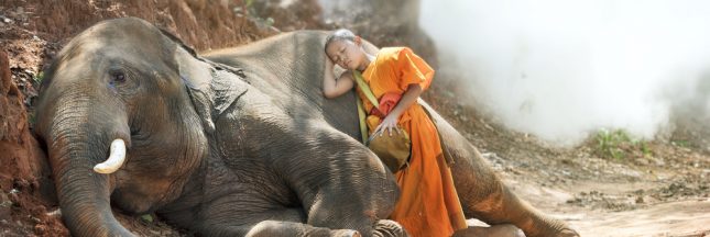 Étudier les éléphants aiderait à comprendre l’insomnie humaine