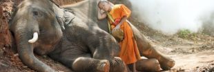 Étudier les éléphants aiderait à comprendre l'insomnie humaine