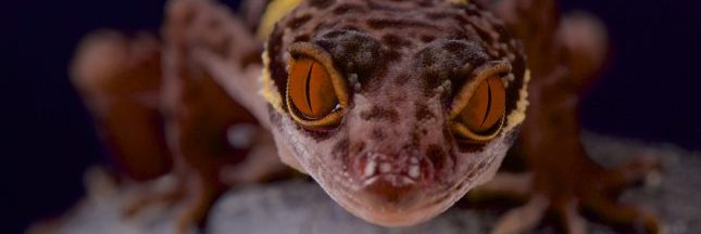 Quand internet devient une arme aux mains des braconniers