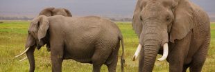La Chine interdit enfin l'ivoire, son marché s'effondre en Asie