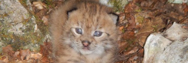 Ce bébé lynx est un espoir pour la survie du plus rare félin d’Europe