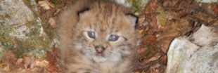 Ce bébé lynx est un espoir pour la survie du plus rare félin d'Europe