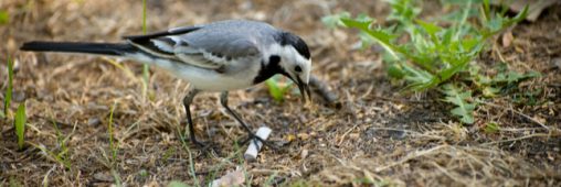 L’étrange réutilisation des mégots de cigarettes par les oiseaux