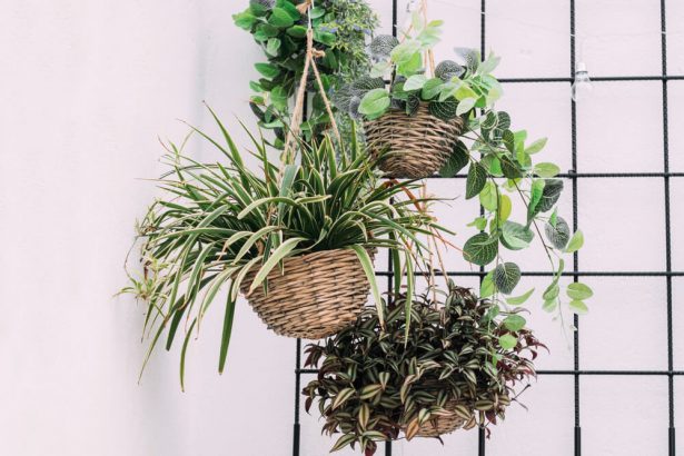 Plantes d'intérieur : comment les bouturer