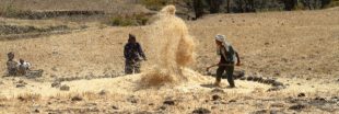 Les pôles de croissance agricole : un facteur d'aggravation de l'insécurité alimentaire en Afrique