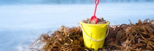Un ingénieur breton crée des jouets de plage à base d'algues !