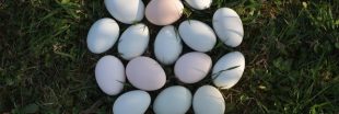 Oeufs plein air : quelles avancées ?