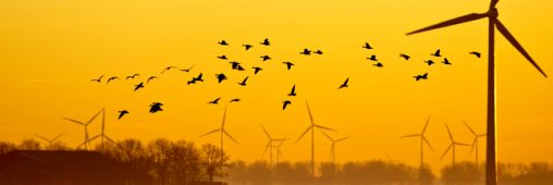 Les éoliennes ne massacrent pas les oiseaux, confirme la LPO