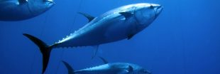 Le thon rouge fait son grand retour en Méditerranée