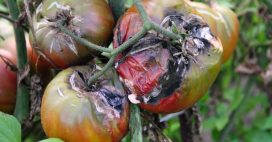 Tomates : les astuces infaillibles pour vaincre le mildiou